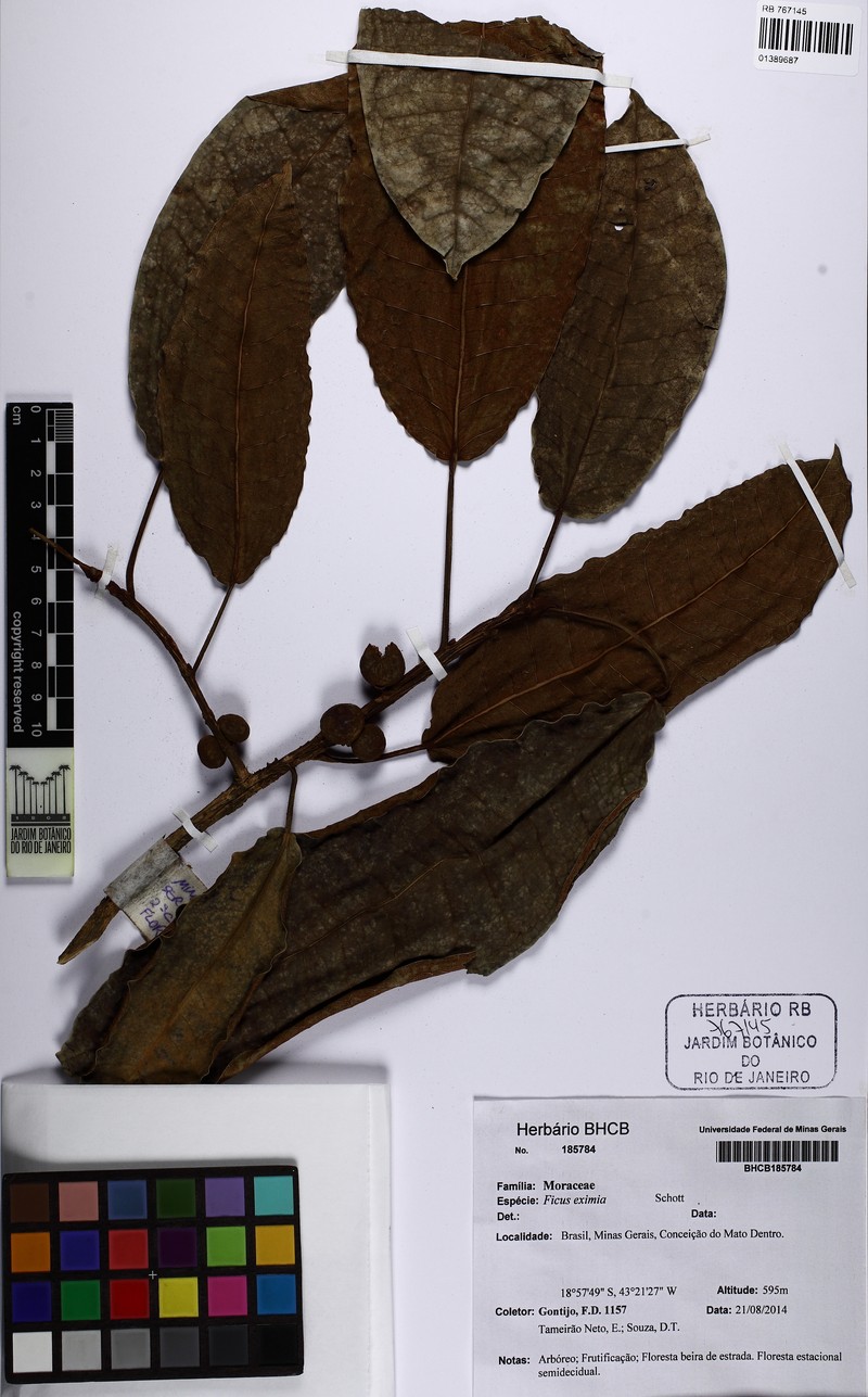 Ficus castellviana photo 6