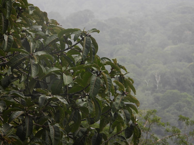Ficus catappifolia