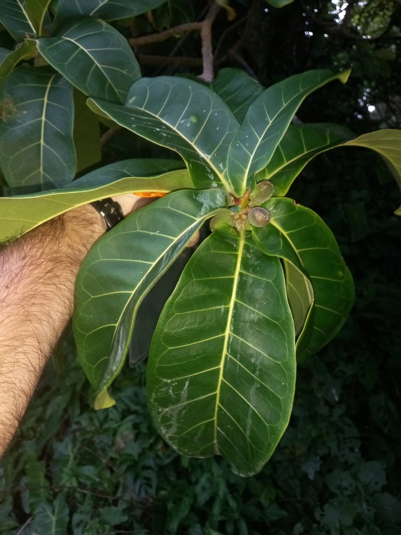 Ficus catappifolia photo 2