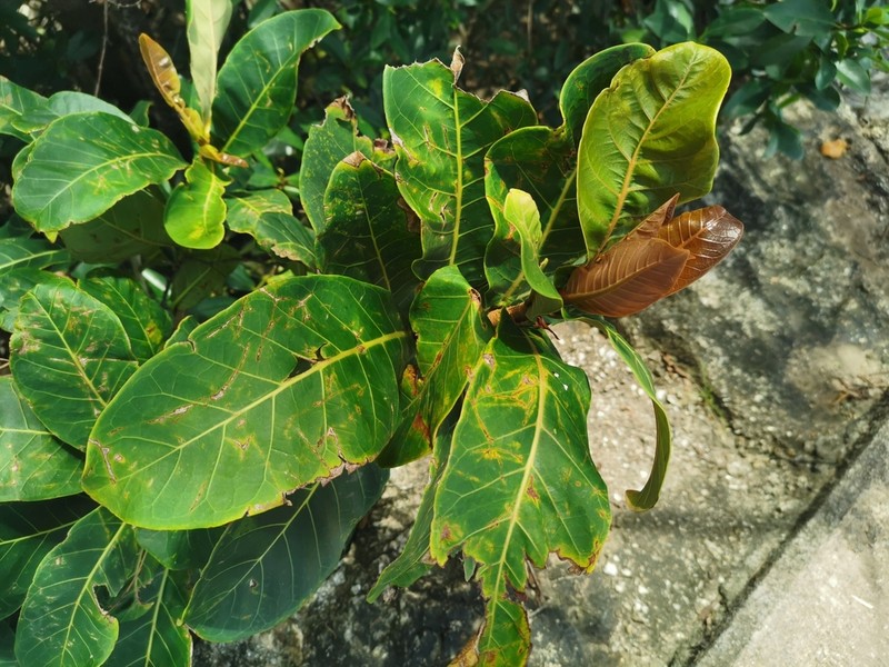 Ficus catappifolia photo 3