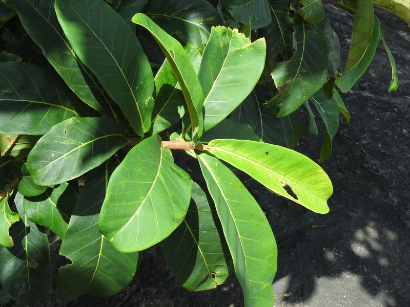 Ficus catappifolia photo 4
