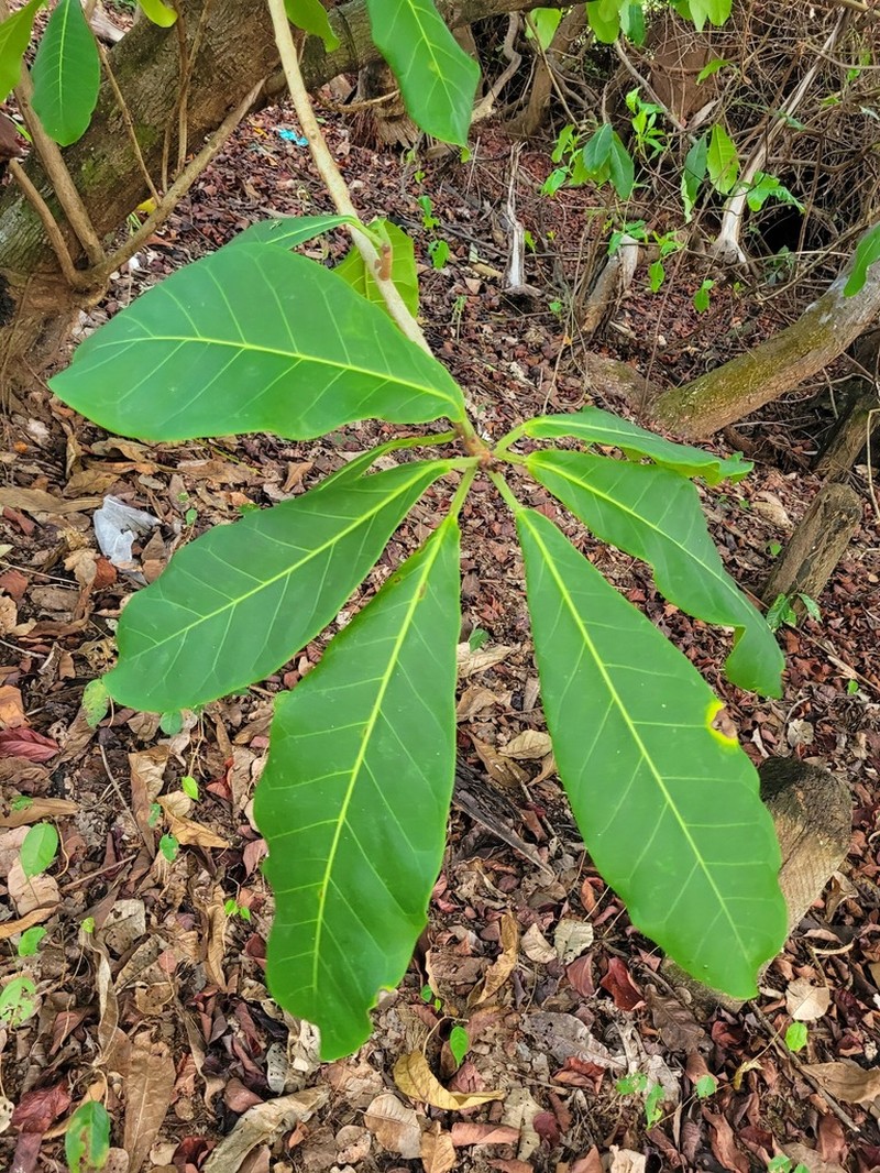 Ficus catappifolia photo 5