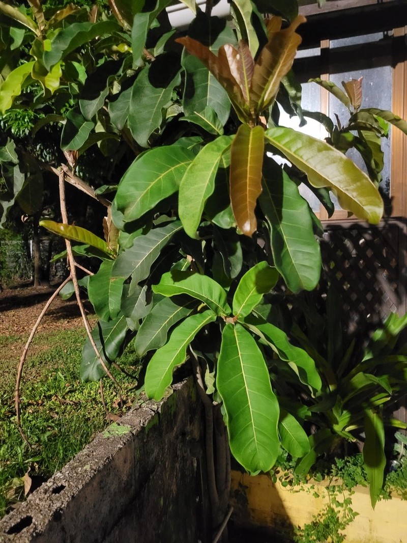 Ficus catappifolia photo 6