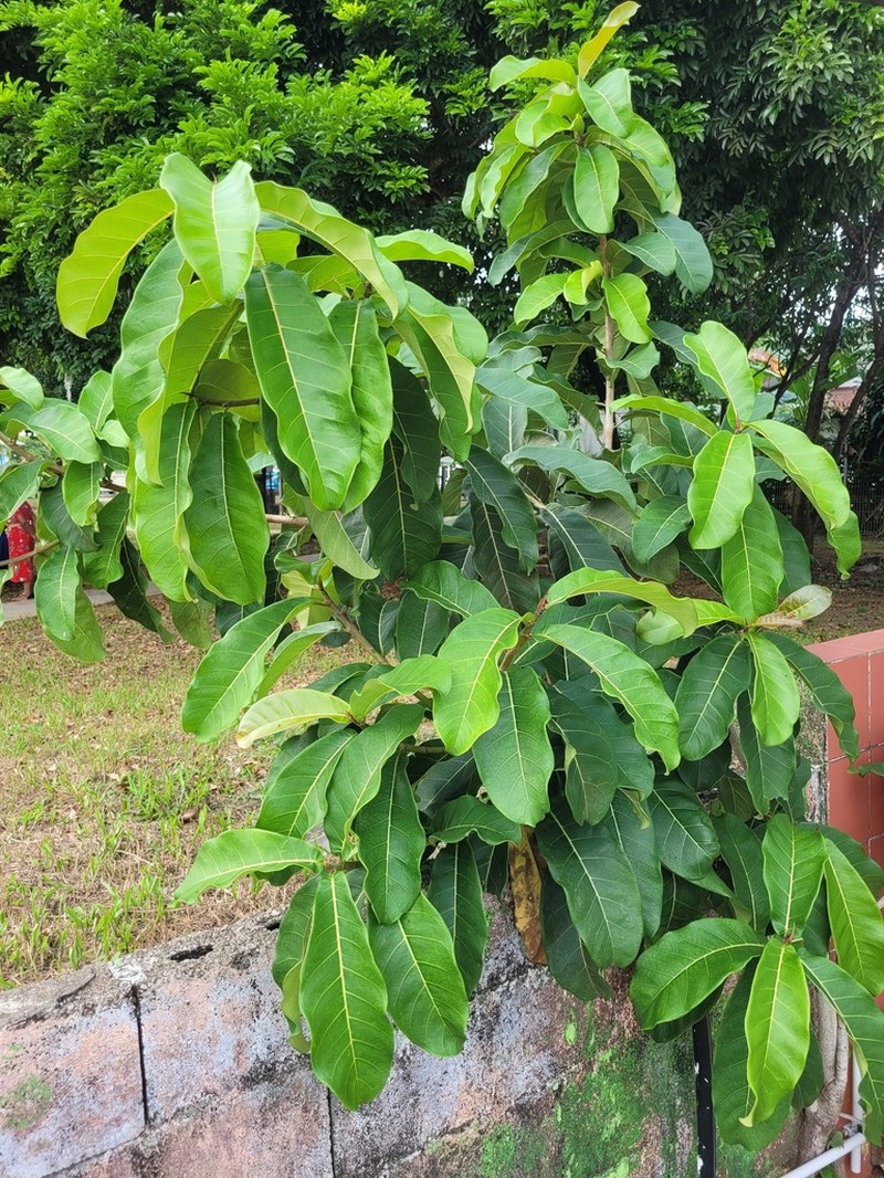 Ficus catappifolia photo 7