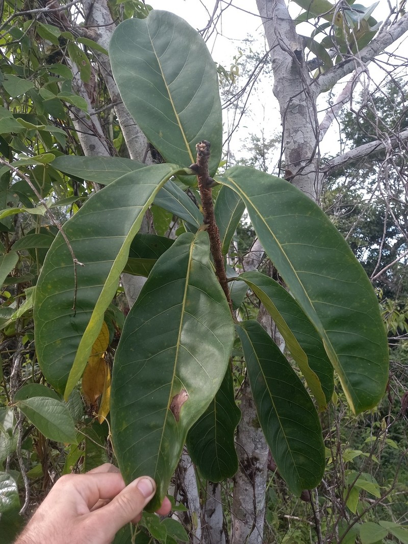 Ficus catappifolia photo 8