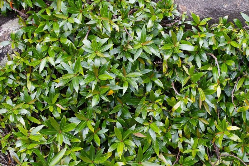 Ficus cataractorum