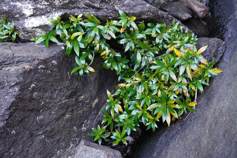 Ficus cataractorum photo 2