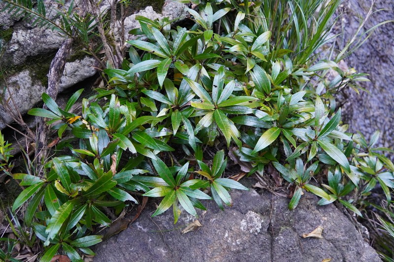 Ficus cataractorum photo 3