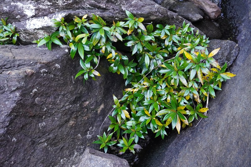 Ficus cataractorum photo 5