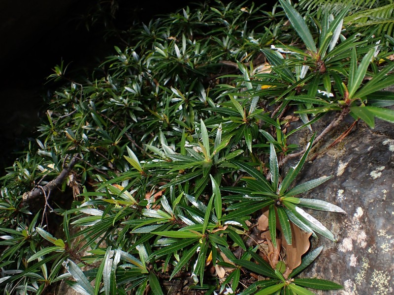 Ficus cataractorum photo 6