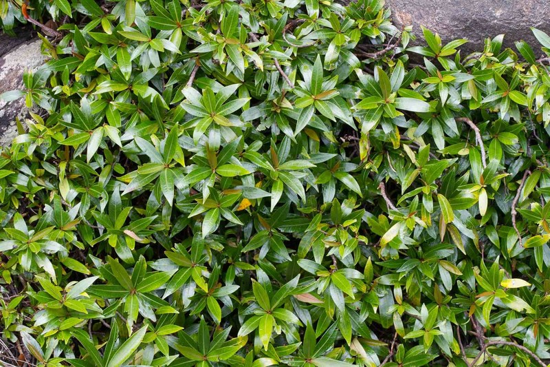 Ficus cataractorum photo 7