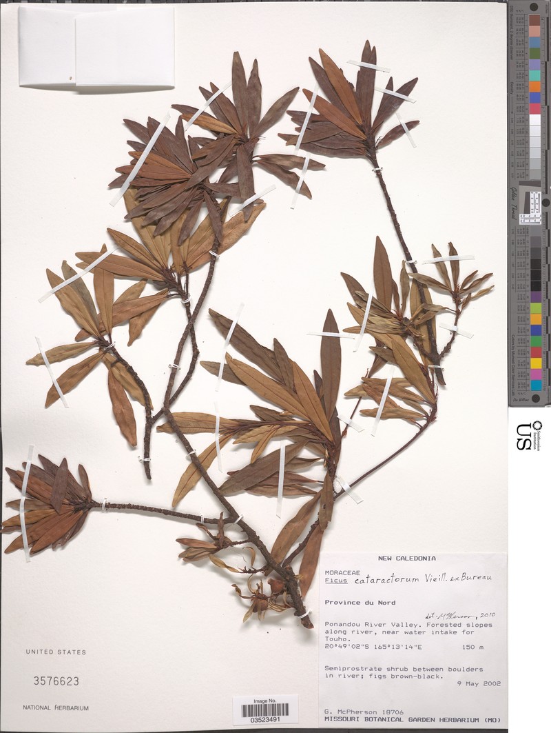 Ficus cataractorum photo 8