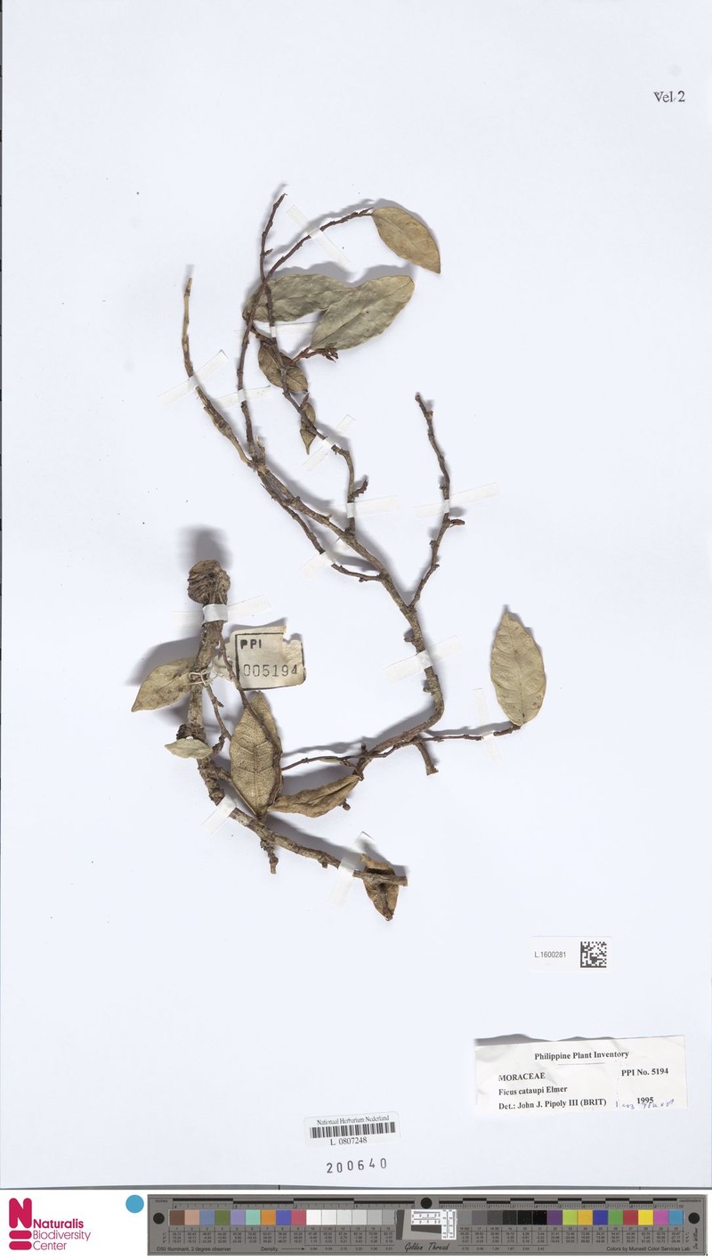 Ficus cataupi