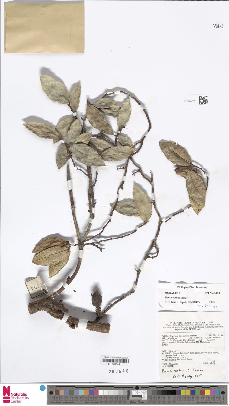 Ficus cataupi photo 2