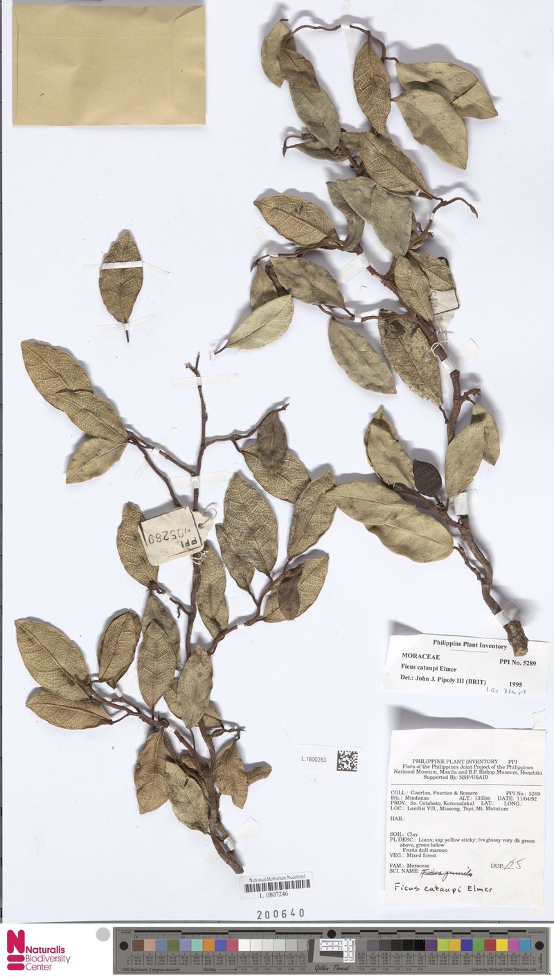 Ficus cataupi photo 3