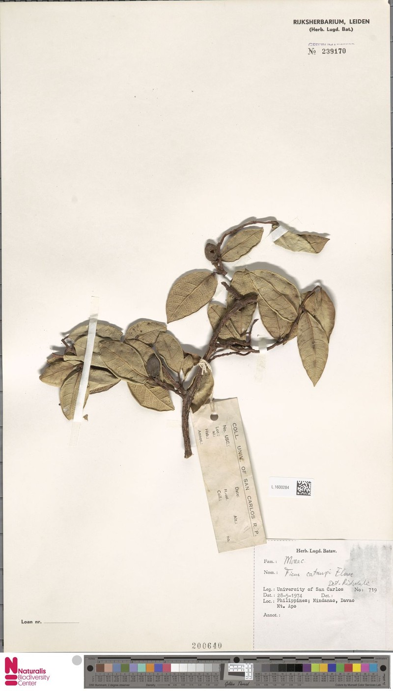 Ficus cataupi photo 4