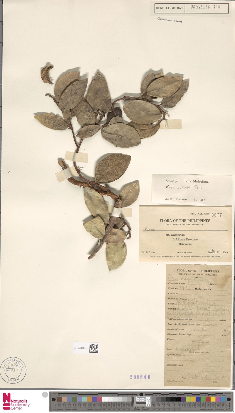 Ficus cataupi photo 5