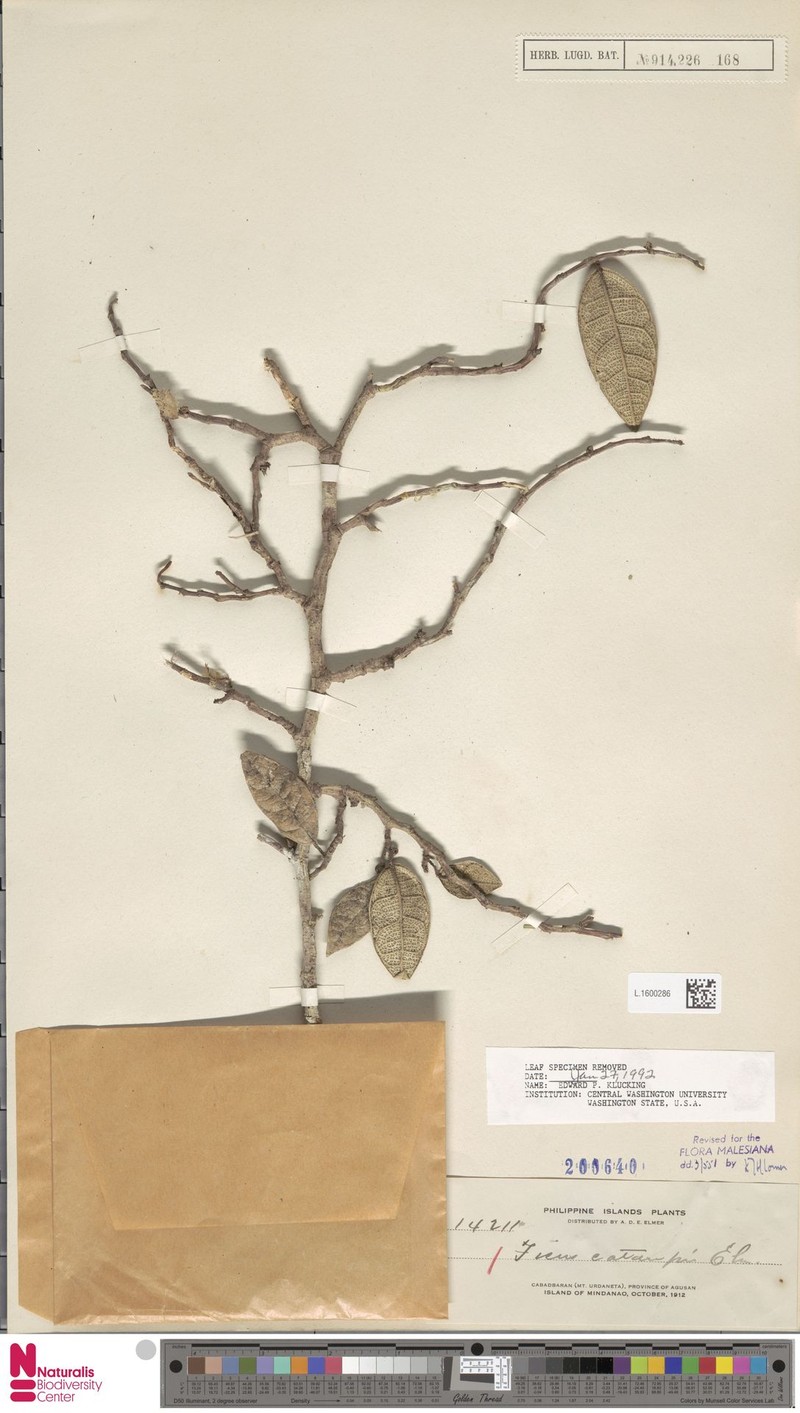 Ficus cataupi photo 6