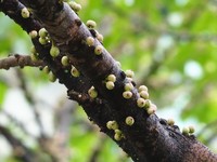 Ficus caulocarpa