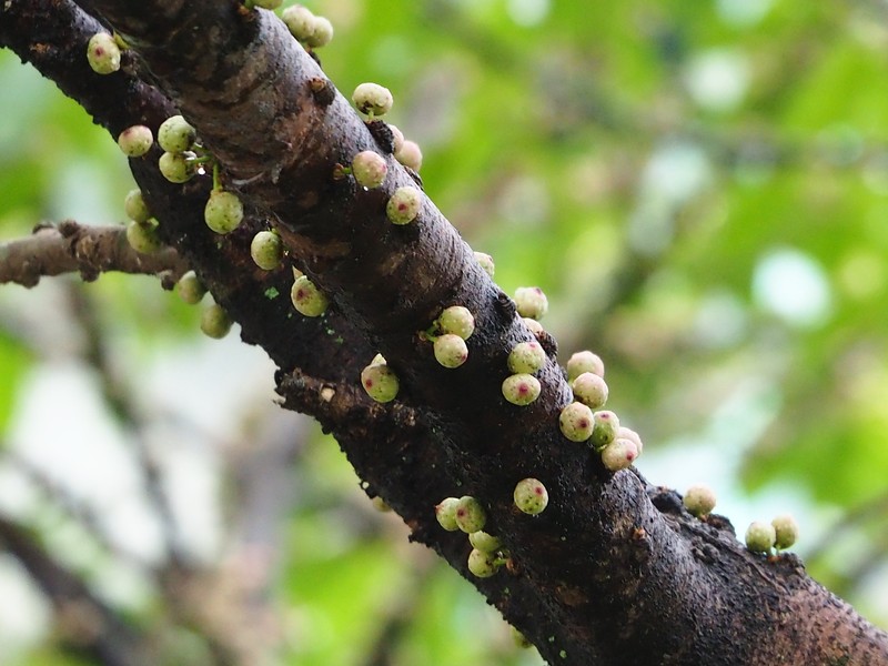 Ficus caulocarpa