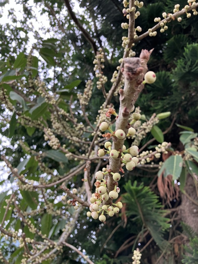 Ficus caulocarpa photo 2