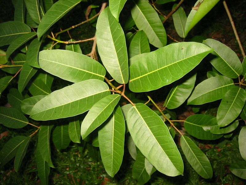 Ficus caulocarpa photo 3