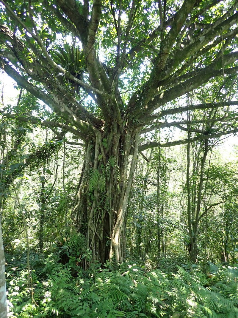 Ficus caulocarpa photo 4