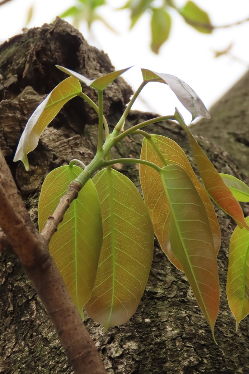 Ficus caulocarpa photo 5
