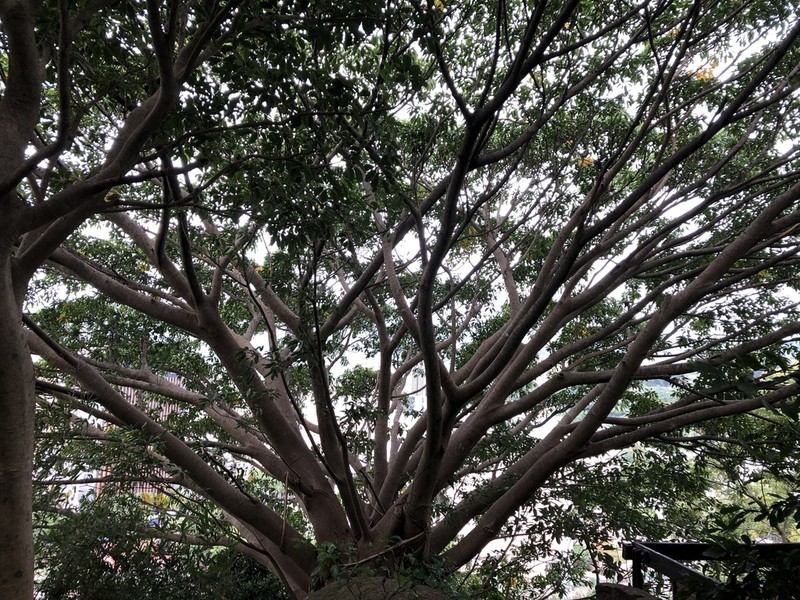 Ficus caulocarpa photo 6