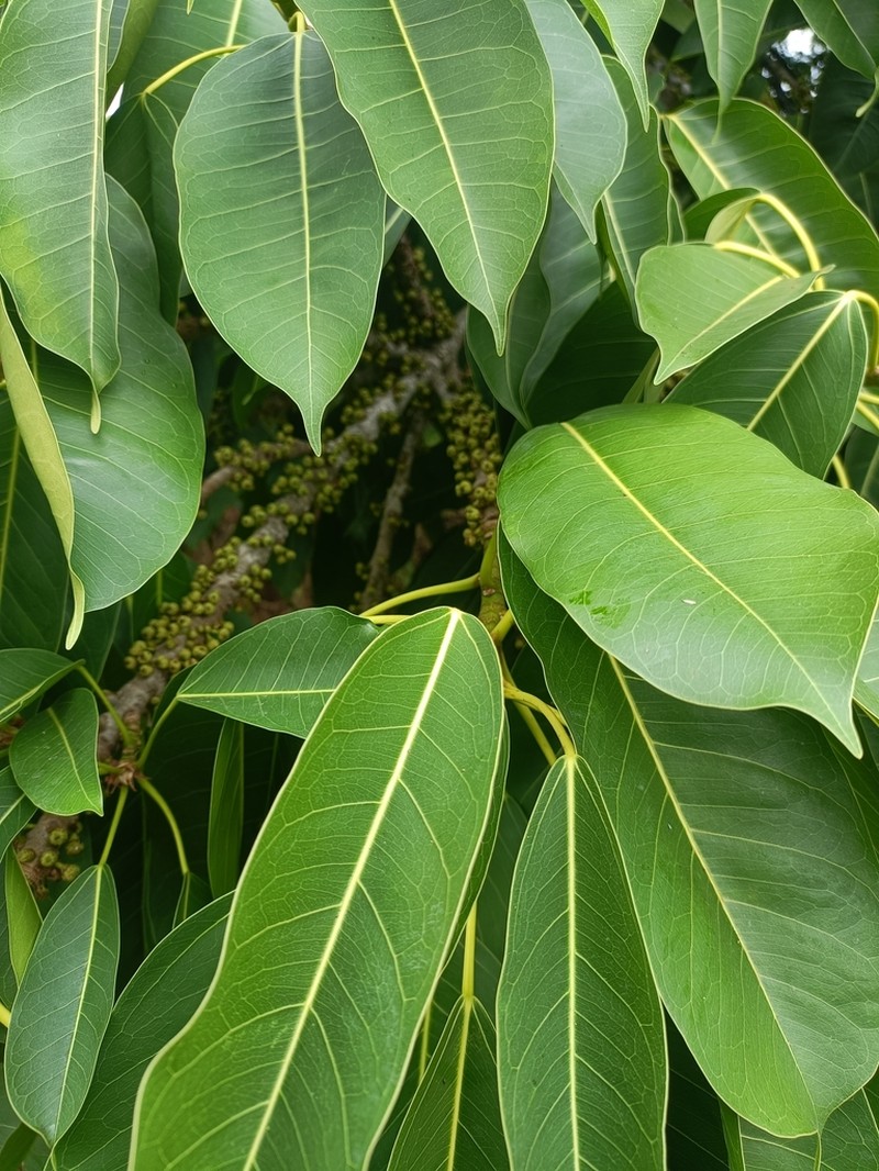 Ficus caulocarpa photo 7