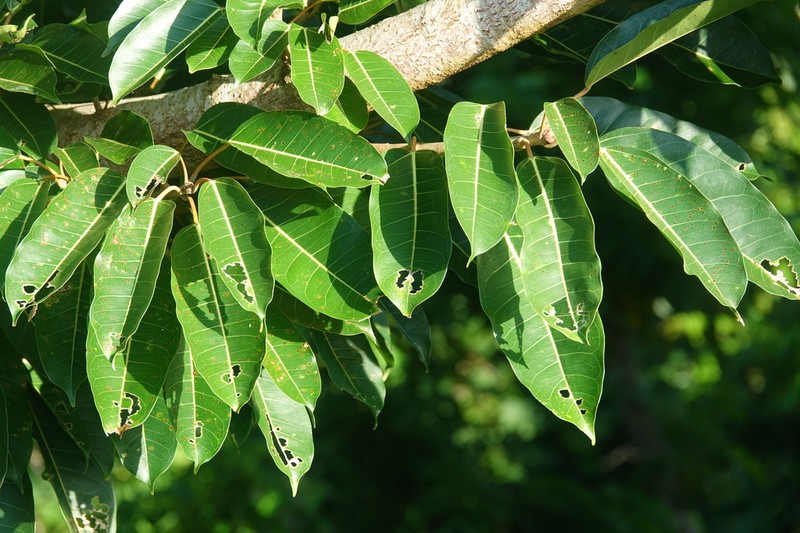 Ficus caulocarpa photo 8