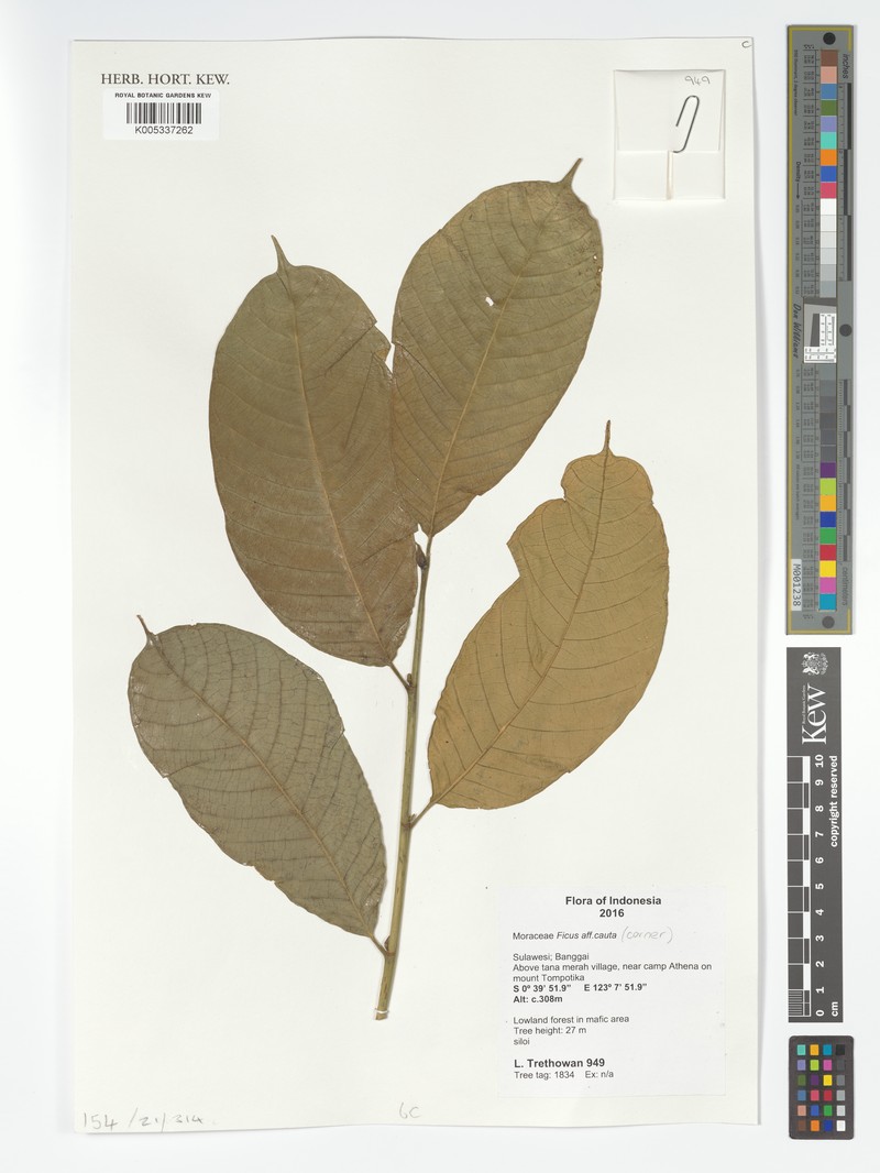 Ficus cauta