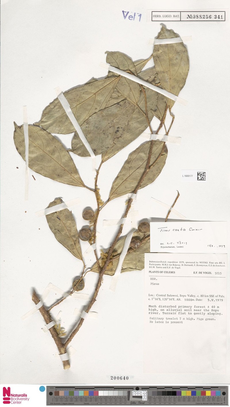 Ficus cauta photo 2
