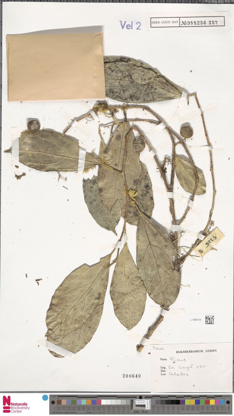 Ficus cauta photo 3