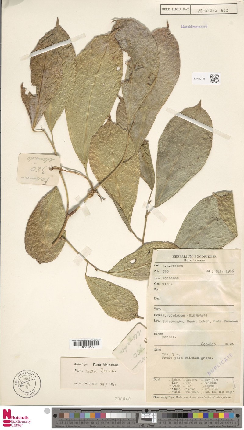 Ficus cauta photo 4