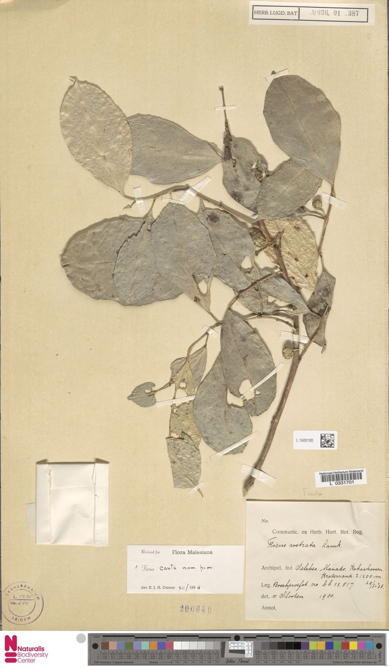 Ficus cauta photo 5