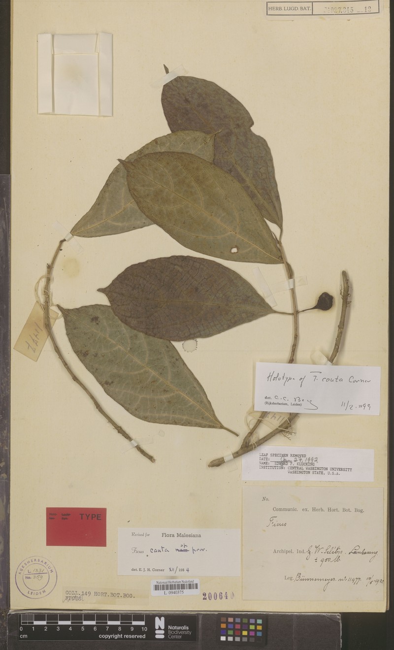 Ficus cauta photo 6