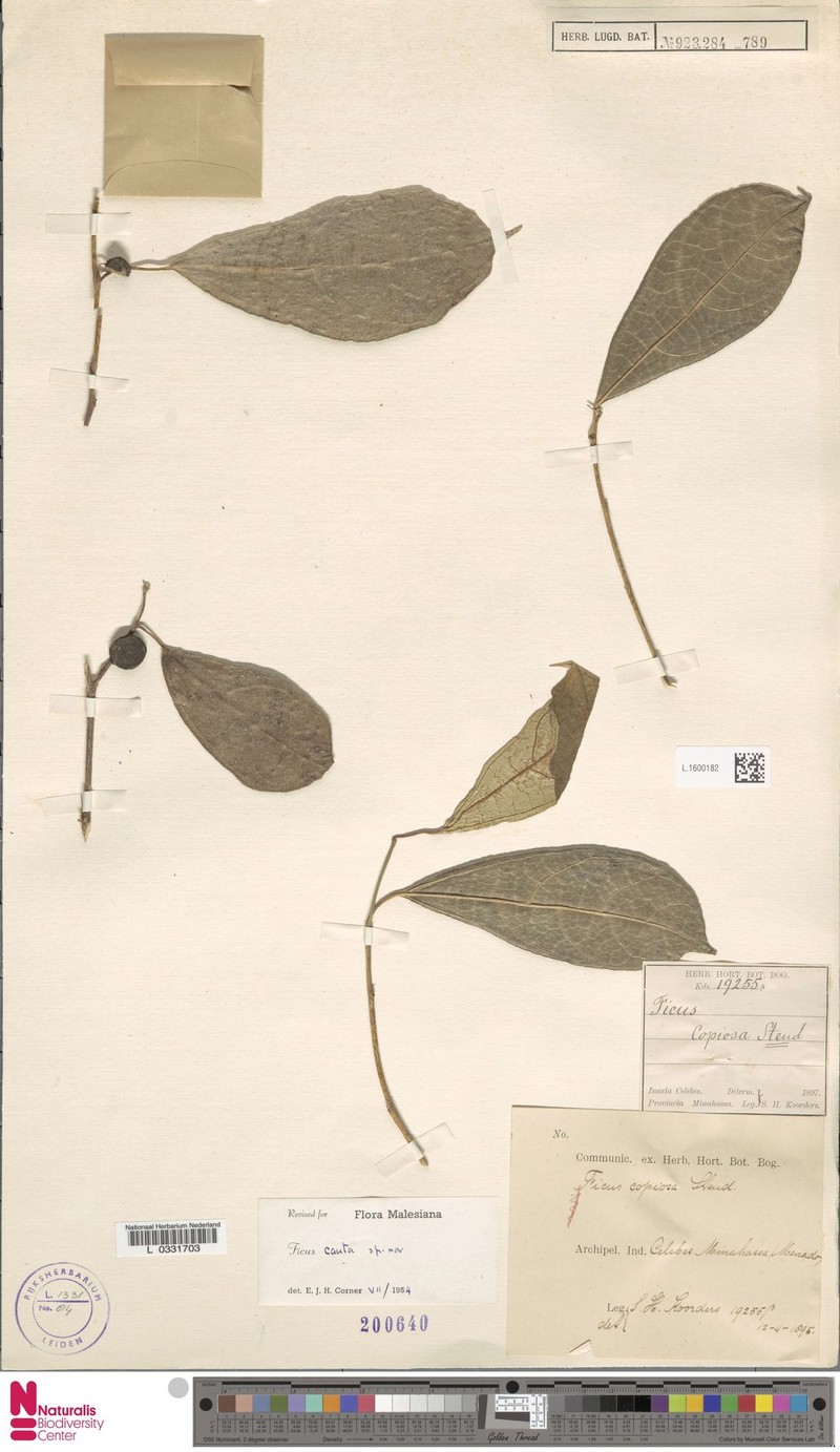 Ficus cauta photo 7