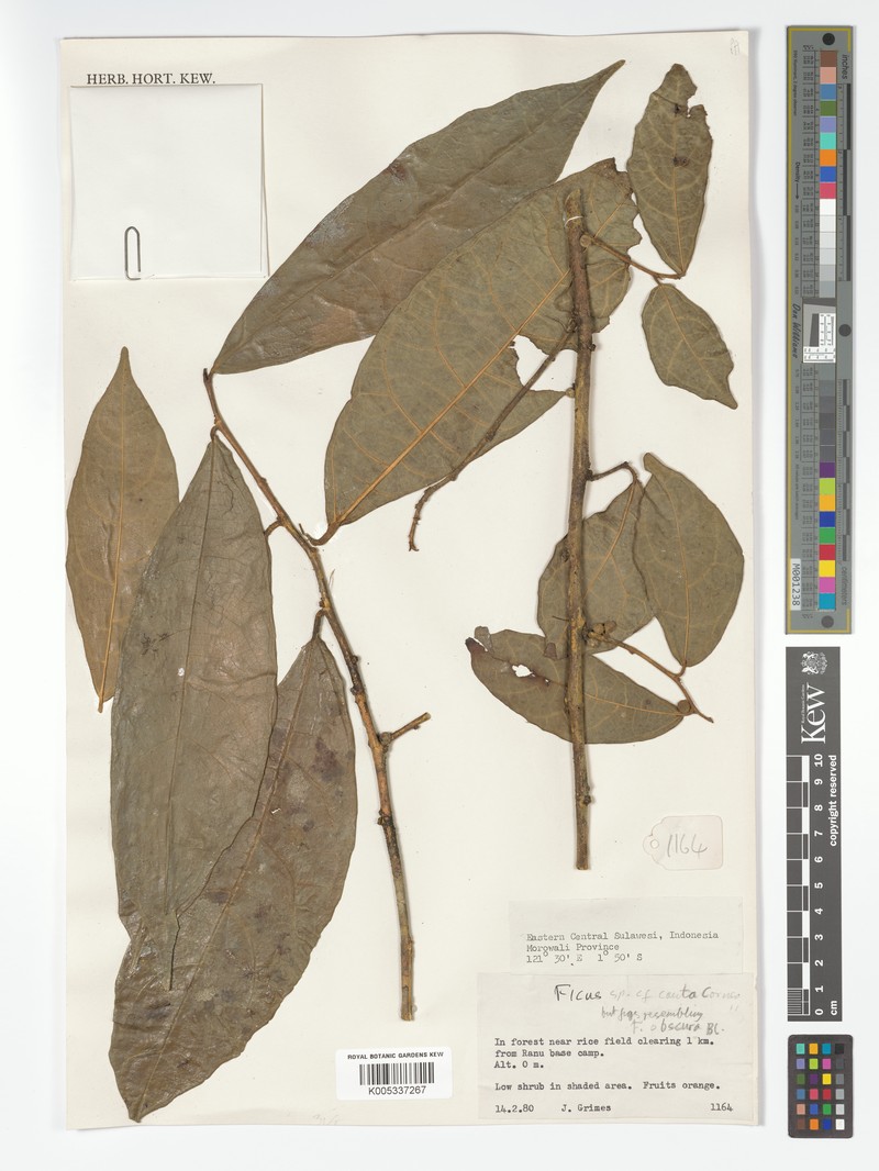 Ficus cauta photo 8