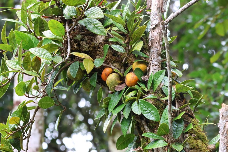 Ficus cavernicola
