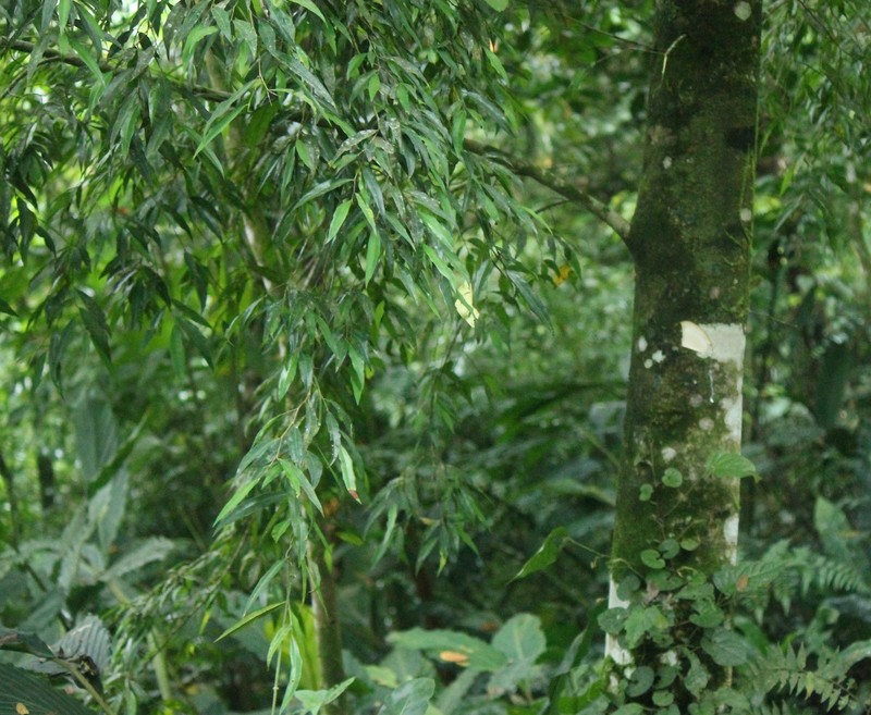 Ficus celebensis