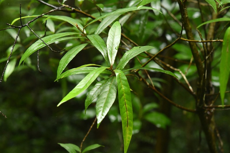 Ficus celebensis photo 2