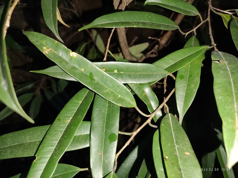 Ficus celebensis photo 3