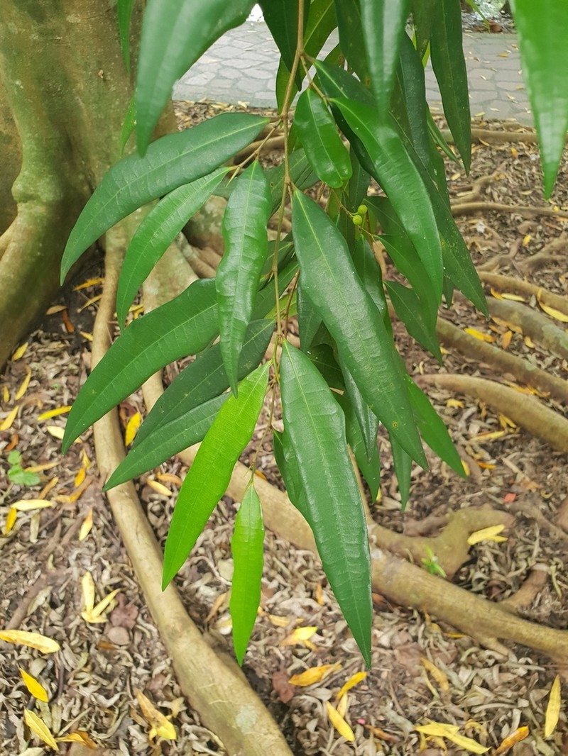 Ficus celebensis photo 4