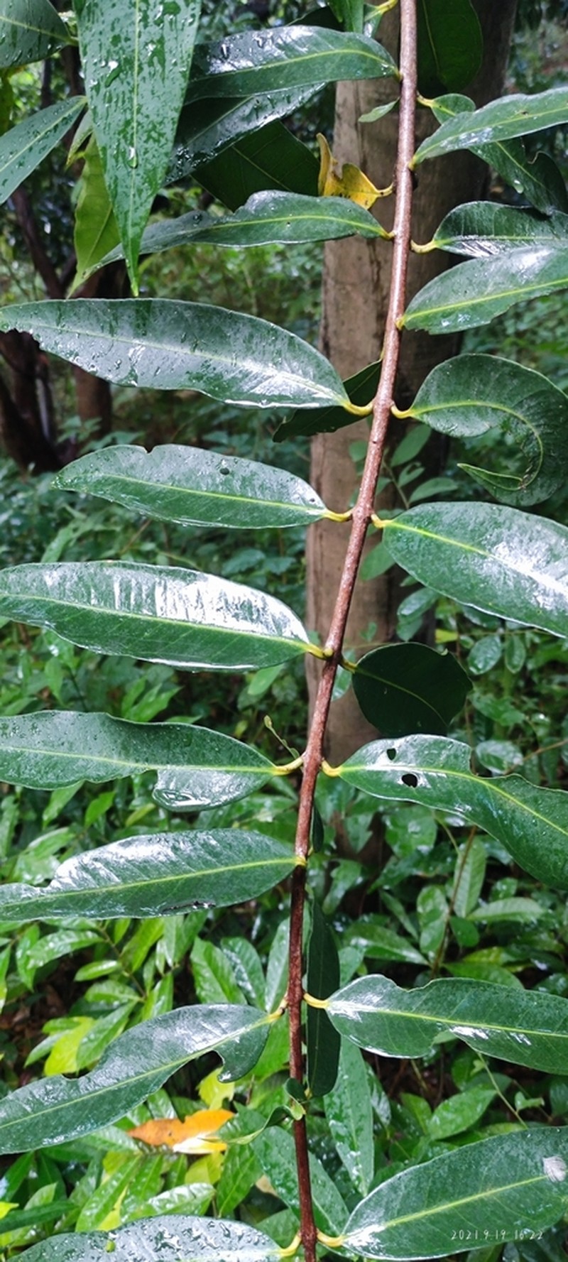 Ficus celebensis photo 5