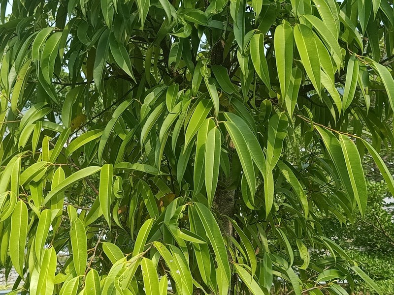 Ficus celebensis photo 6