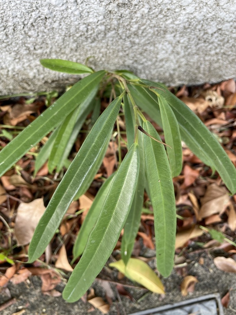 Ficus celebensis photo 7