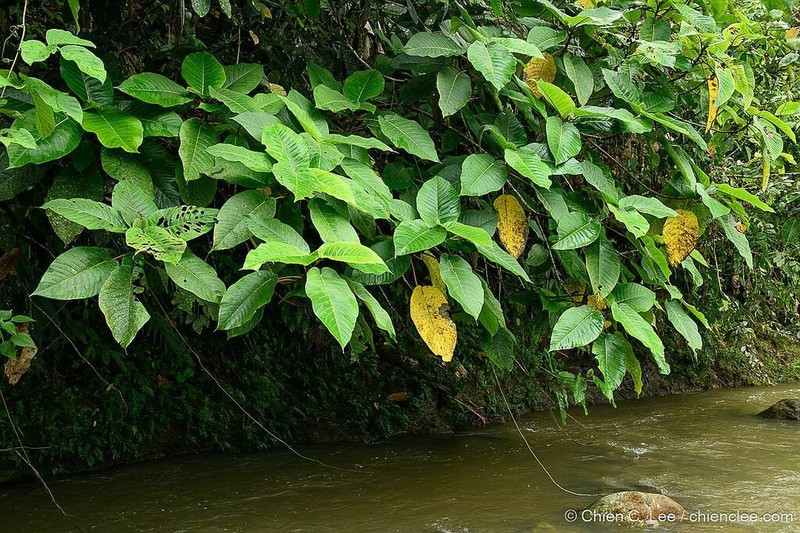 Ficus cereicarpa
