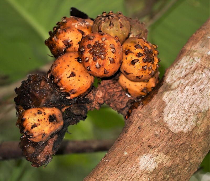 Ficus cereicarpa photo 2