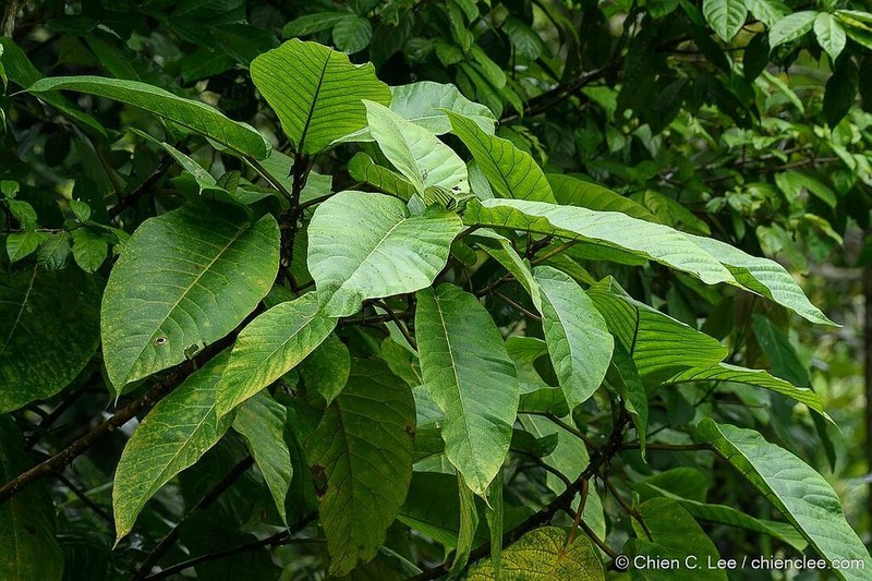 Ficus cereicarpa photo 3